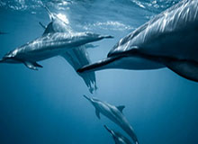 Kaiyun网页版：让灵感在云端生长的创作与协作新纪元